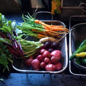 veggie harvest